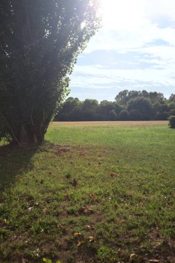 Uzakta ağaçlarla çevrili bir parkta güneşle aydınlatılmış ve kavak ağacı çerçeveli bir alanda.