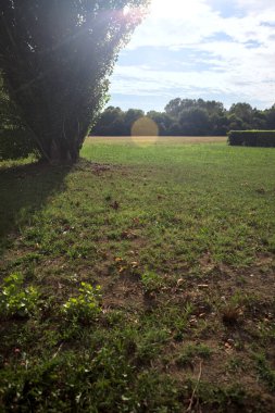 Uzakta ağaçlarla çevrili bir parkta güneşle aydınlatılmış ve kavak ağacı çerçeveli bir alanda.