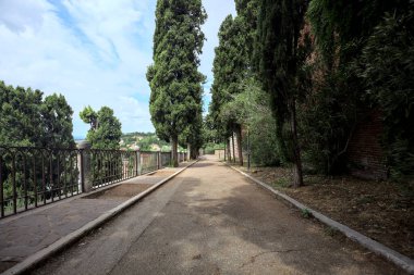 Güneşli bir günde, tepedeki parkta selvi ağaçları arasındaki patika.
