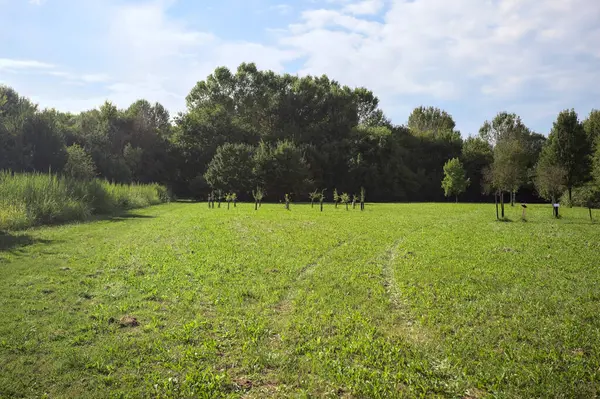 Uzakta büyüyen ağaçlarla dolu bir tarla güneşli bir günde bir ormanla çevrili.