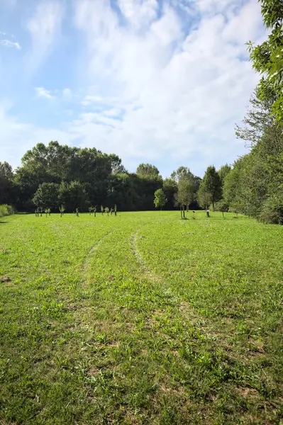 Uzakta büyüyen ağaçlarla dolu bir tarla güneşli bir günde bir ormanla çevrili.