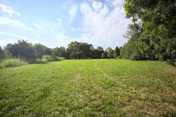Uzakta büyüyen ağaçlarla dolu bir tarla güneşli bir günde bir ormanla çevrili.