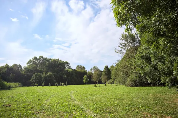 Uzakta büyüyen ağaçlarla dolu bir tarla güneşli bir günde bir ormanla çevrili.