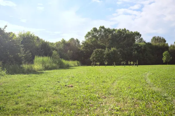 Uzakta büyüyen ağaçlarla dolu bir tarla güneşli bir günde bir ormanla çevrili.