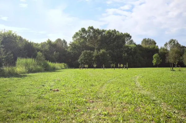 Uzakta büyüyen ağaçlarla dolu bir tarla güneşli bir günde bir ormanla çevrili.