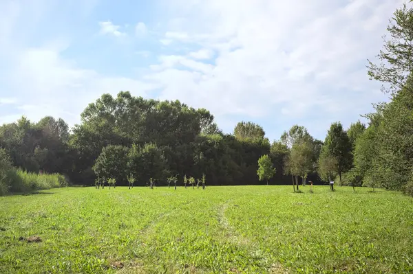 Uzakta büyüyen ağaçlarla dolu bir tarla güneşli bir günde bir ormanla çevrili.