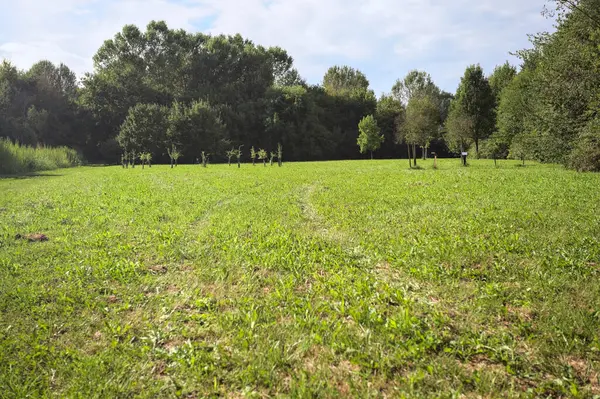 Uzakta büyüyen ağaçlarla dolu bir tarla güneşli bir günde bir ormanla çevrili.