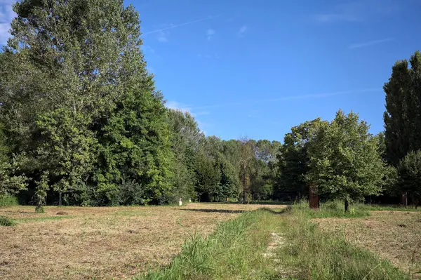 Çimlerle çevrili çakıl taşlı bir patika. Kenarında bir ağaç var. Güneşli bir günde, İtalya 'nın kırsal kesiminde bir parkın içinden geçiyor.