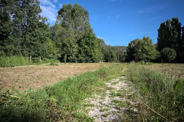 Çimlerle çevrili çakıl taşlı bir patika. Kenarında bir ağaç var. Güneşli bir günde, İtalya 'nın kırsal kesiminde bir parkın içinden geçiyor.