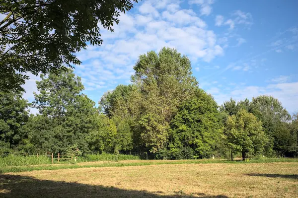 Çimlerle çevrili çakıl taşlı bir patika. Kenarında bir ağaç var. Güneşli bir günde, İtalya 'nın kırsal kesiminde bir parkın içinden geçiyor.