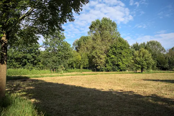 Çimlerle çevrili çakıl taşlı bir patika. Kenarında bir ağaç var. Güneşli bir günde, İtalya 'nın kırsal kesiminde bir parkın içinden geçiyor.