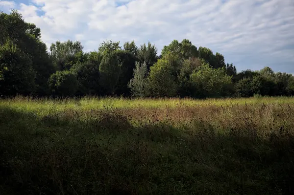 Ağaçlarla çevrili ekilmemiş çimen tarlası ve üzerinde bulutlu bir gökyüzü olan bir gölgeyle bölünmüş.