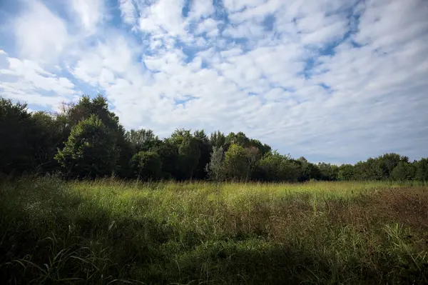 Ağaçlarla çevrili ekilmemiş çimen tarlası ve üzerinde bulutlu bir gökyüzü olan bir gölgeyle bölünmüş.