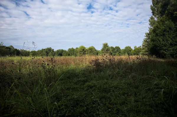 Ağaçlarla çevrili ekilmemiş çimen tarlası ve üzerinde bulutlu bir gökyüzü olan bir gölgeyle bölünmüş.