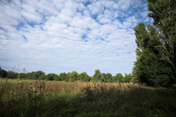 Ağaçlarla çevrili ekilmemiş çimen tarlası ve üzerinde bulutlu bir gökyüzü olan bir gölgeyle bölünmüş.