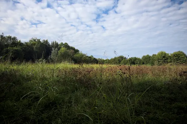 Ağaçlarla çevrili ekilmemiş çimen tarlası ve üzerinde bulutlu bir gökyüzü olan bir gölgeyle bölünmüş.