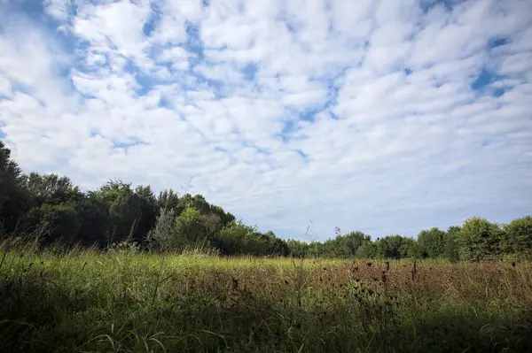 Ağaçlarla çevrili ekilmemiş çimen tarlası ve üzerinde bulutlu bir gökyüzü olan bir gölgeyle bölünmüş.