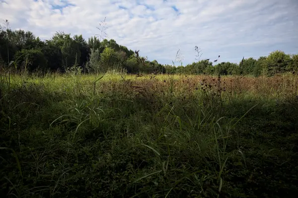 Ağaçlarla çevrili ekilmemiş çimen tarlası ve üzerinde bulutlu bir gökyüzü olan bir gölgeyle bölünmüş.