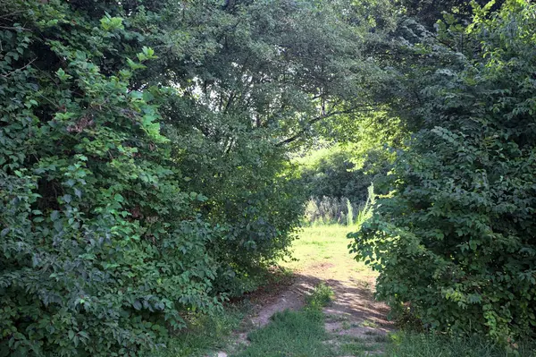 Gün ışığında ağaçların arasında kemerli bir geçit.