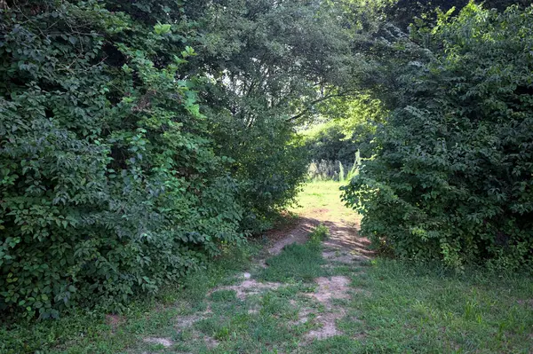 Gün ışığında ağaçların arasında kemerli bir geçit.