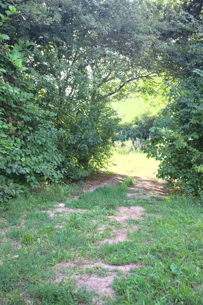 Gün ışığında ağaçların arasında kemerli bir geçit.