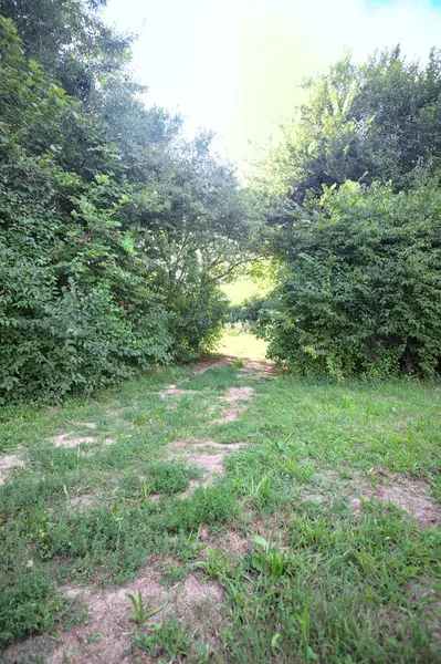 Gün ışığında ağaçların arasında kemerli bir geçit.