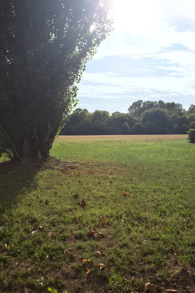 Uzakta ağaçlarla çevrili bir parkta güneşle aydınlatılmış ve kavak ağacı çerçeveli bir alanda.