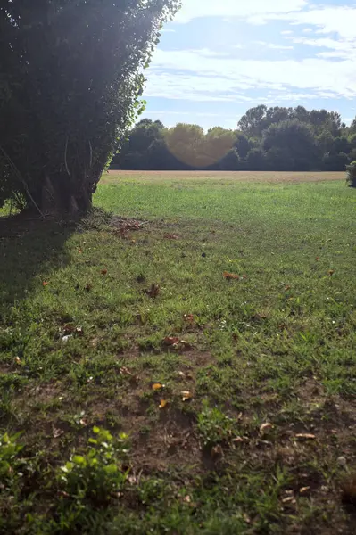 Uzakta ağaçlarla çevrili bir parkta güneşle aydınlatılmış ve kavak ağacı çerçeveli bir alanda.