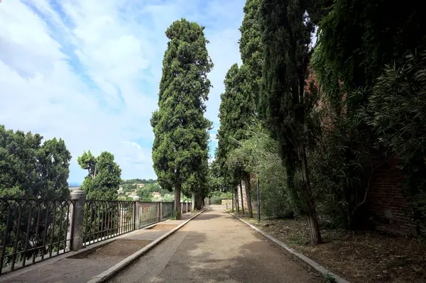 Güneşli bir günde, tepedeki parkta selvi ağaçları arasındaki patika.