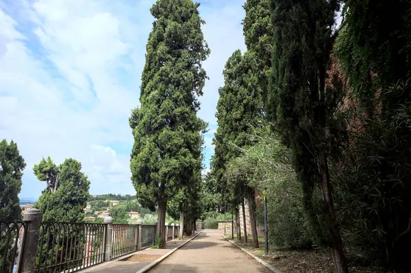 Güneşli bir günde, tepedeki parkta selvi ağaçları arasındaki patika.