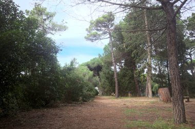 Bulutlu bir günde bir sıra bitkiyle çevrili bir deniz çam koruluğunda patika.