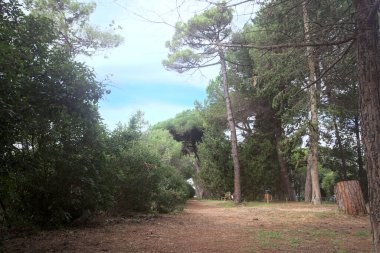 Bulutlu bir günde bir sıra bitkiyle çevrili bir deniz çam koruluğunda patika.