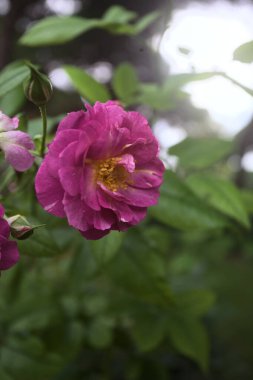 Pembe Rosa Gallica 'nın çiçek açtığı sapı yakından görülüyor.