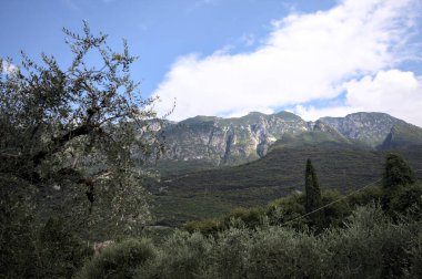 Aşağıdan görünen dağ sırtı ve kısmen bulutlu bir günde ağaçlar tarafından çerçevelenmiş.