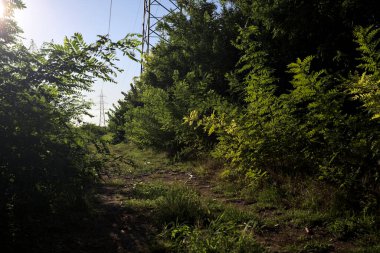 Gün batımında İtalya kırsalında yanında elektrik hattı ve direği olan bitkilerle çevrili patika.