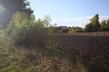 Bir korulukla çevrili tarla ve bitkilerle dolu bir patika ve güneş batarken İtalya 'nın kırsal kesimlerinde güneş tarafından kontra aydınlatmalı bir elektrik direği.