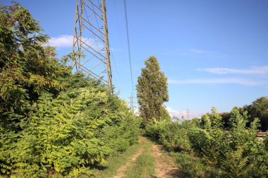 Gün batımında İtalya kırsalında yol geçen kavak ağaçlarıyla çevrili patika.