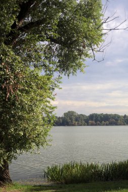 Bulutlu bir günde göl karşı kıyıya görünür ve iki ağaç tarafından çerçevelenir
