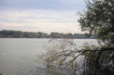 Bulutlu bir günde, ufukta karşı kıyısı olan bir gölün üzerinde ağaç ve devrilmiş bir dal.