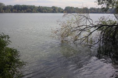 Bulutlu bir günde, ufukta karşı kıyısı olan bir gölün üzerinde ağaç ve devrilmiş bir dal.