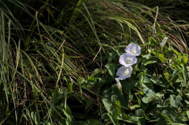 Çiçek açmış çan çiçekleri yakından görülüyor.