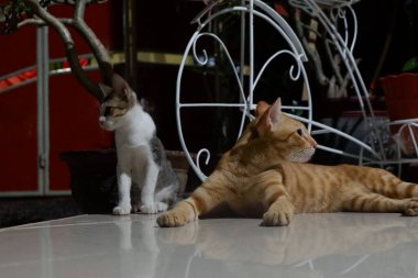 Evcil hayvan portakalı kedi ve yerde beyaz gri kedi.