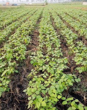 Pirinç hasadından sonra ekilen yeşil fasulye