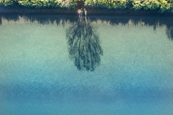 Bolsena Gölüne Yansıyan Bir Ağacın Gölgesinin Havadan Görünüşü — Stok fotoğraf