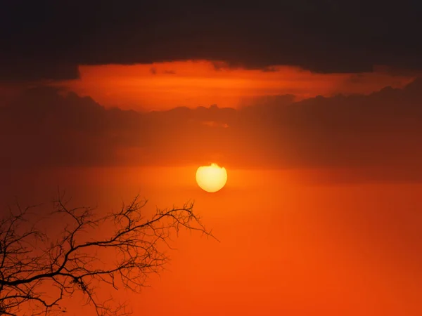 Roter Sonnenuntergang Mit Baum Gegenlicht — Stockfoto