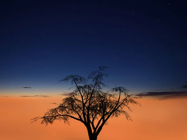 Starry Sunset Tree Backlight — Stock Photo, Image