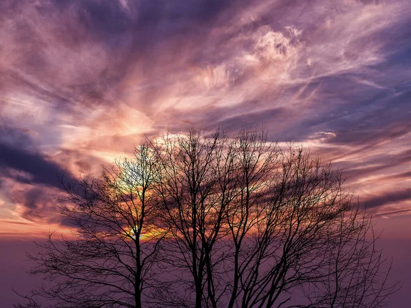 バックライトに木の枝があるマゼンタの夕日 — ストック写真