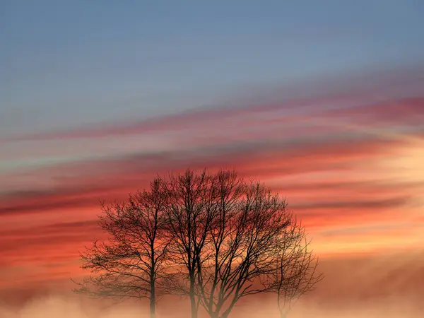 Orange Roter Sonnenuntergang Mit Baum Gegenlichtnebel Und Sonnenstrahlen — Stockfoto