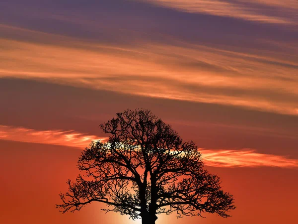Red Sunset Big Tree Backlight — Stock Photo, Image