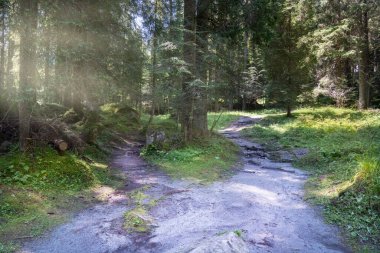 path that divides within a fir forest